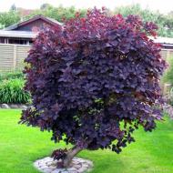 Растение Скумпия кожистая Royal Purple С7, Н110-130