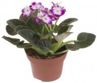 Рослина Фіалка d12/h20