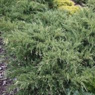 Растение Можжевельник виргинский Hetz Variegata C3