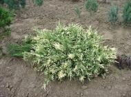 Растение Можжевельник горизонтальный Andorra Variegata C7
