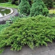 Растение Можжевельник казацкий Rockery Gem C7