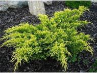 Растение Можжевельник Пфитцера (средний) Old Gold C7