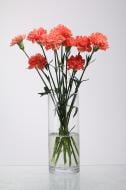 Гвоздика Orange одноголовая 50 см оранжевая (Нидерланды)