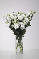 Эустома Alissa 60 см белая (Нидерланды)