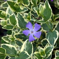 Растение Барвинок большой Variegata p9