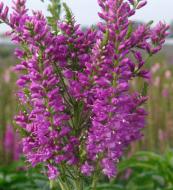 Растение Вероника гибр. Plumosa Amethyst Plume C2