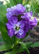 Семена Професійне насіння левкой Эксельсиор фиолетовый 0,1 г (4823058204086)