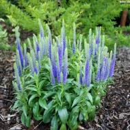 Растение Вероника колосковая Ulster Dwarf Blue C2