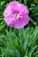 Растение Гвоздика серовато-голубая Pink Jewel C2