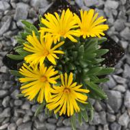 Растение Делосперма Yellow Ice Plant p9