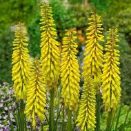 Растение Книфофия Sunningdale Yellow C3