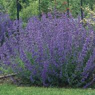 Растение Котовник Фассена Six Hills Giant C2