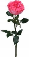 Роза Bumerang одноголовая пионовидная 60 см розовая (Эквадор)