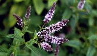 Растение Мята перечная Black Spearmint C2