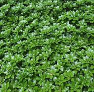 Растение Пахизандра верховая Green Carpet p9