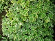 Растение Сныть обычная Variegata p9