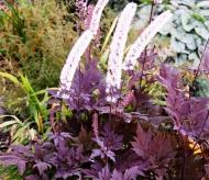 Растение Цимицифуга ветвистая Atropurpurea C1.5