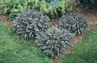Растение Шалфей лекарственный Purpurascens p9