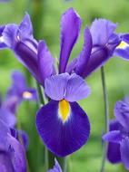 Цибулина ірису голландського Телстар (2616) 5 шт. Цибулина ірису голландського Телстар (2616) 5 шт.