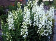 Растение Ясенец белый Albiflorus C1