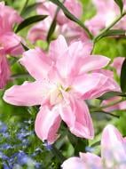 Луковица лилии восточной махровой Лотус Бриз 1 шт.