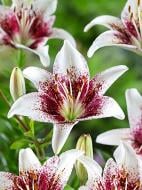 Цибулина лілії азіатської Трайбел Кісс 1 шт.