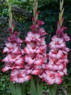 Бульбоцибулина гладіолуса Тед Трамп 3 шт.