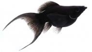 Рибка Моллінезія чорна 3-5 см