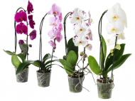 Растение комнатное Орхидея 1рр Каскад d10/h45