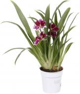 Растение комнатное Мильтония 1 ветка 12х45-55 см