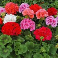 Растение Пеларгония зональная d12 многолетняя