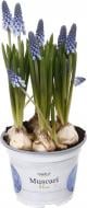 Растение комнатное Мускари d12/h20