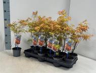 Растение Клен 10х30 palmatum Katsura
