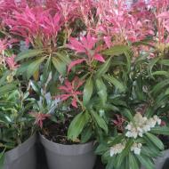 Растение Пиерис 20х60 japonica Forest Flame