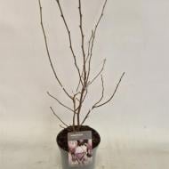 Растение Магнолия 23х60 розовая Soulangeana