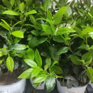 Растение Вибурнум 17х50 Tinus Eve Price