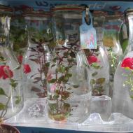 Рослина 10х20 акваріумні мікс у склі