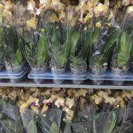 Растение Фаленопсис (орхидея) каскад 12х60 1 ствол Papagayo (Kw J.P. Konst & Zn BV)