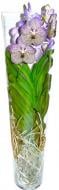 Растение Ванда микс в вазе Лизание, 24/70
