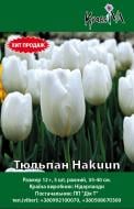 Луковица Тюльпан Hakuun 3 шт.