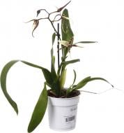 Растение комнатное Камбрия микс 12х45 см 1 ствол