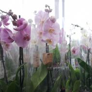 Рослина Фаленопсис мікс 3 стовбури, 12/50-60
