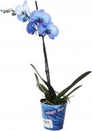Растение комнатное Фаленопсис 12х60 см 1 ствол синий (крашеный)