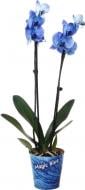 Растение комнатное Фаленопсис 12х60 см 2 ствола синий (крашеный)