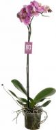 Рослина Фаленопсіс Королівський 1 стовбур XXL, 15/90