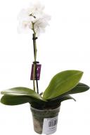 Растение комнатное Фаленопсис мини микс 6х20 см 1 ствол