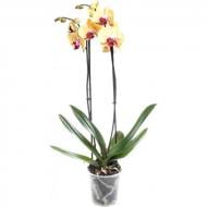 Растение Цимбидиум микс 1 ствол, 14/80
