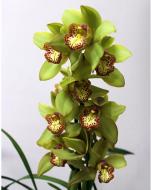 Растение Цимбидиум микс 3-4 ствола, 14/80
