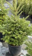 Пихта Фрасера ​​- Abies fraseri C40 H100-120