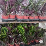 Растение Калатея 14х40-45 Medallion